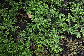 Spikemoss - Selaginella obtusa