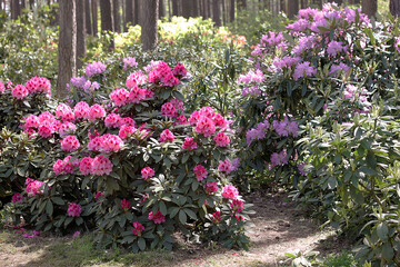 Rhododendron in spring.