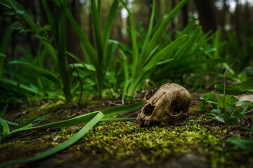 Naklejka na ściany i meble Animal skull in woods