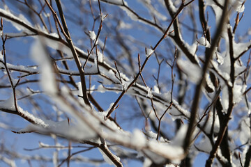 Ast mit Schnee bedeckt im Winter im gegenlicht