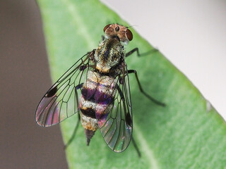 Silver-banded Snipefly (Chrysopilus sp.)
