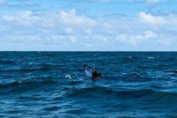 Fototapeta premium whale jumps in Dominican republic