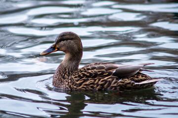 duck bird portrait view swim on lake water natural background