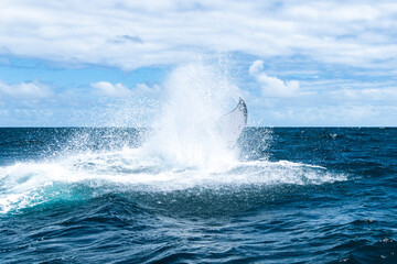 Fototapeta premium whale jumps in Dominican republic