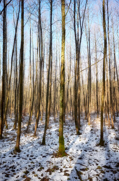 Picture of a forest in winter.
