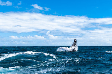Fototapeta premium whale jumps in Dominican republic