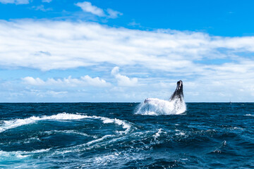 Fototapeta premium whale jumps in Dominican republic