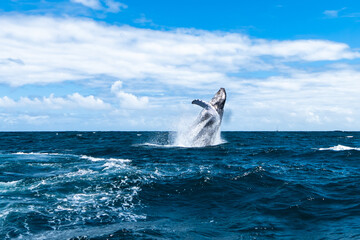 whale jumps in Dominican republic