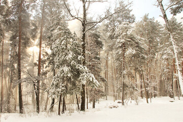 Wonderful winter forest. Sun beams in a beautiful winter forest. Incredibly beautiful nature. Sun glare
