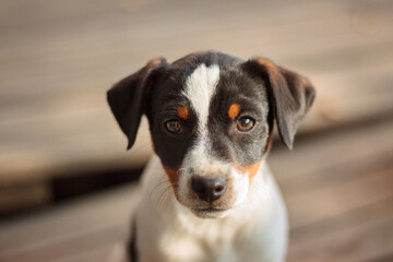 adorable danish swedish farmdog puppy dog sitting on a plank outside