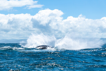 Naklejka premium whale jumps in Dominican republic