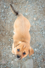 adorable beige light brown puppy dog portrait looking up at the camera