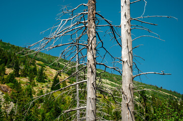 Dead trees on the slopes of the mountains