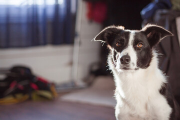 lovely border collie dog sitting in a room looking at the camera