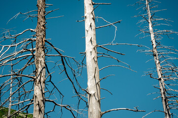 Dead trees on the slopes of the mountains