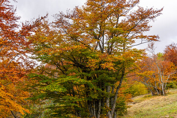 autumn in the forest