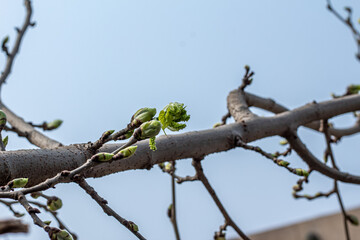 Closeup of new mulberry tree leaves sprouting from buds