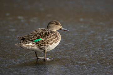 Beautiful female teal duck at a little pond called Jacobiweiher not far away from Frankfurt, Germany at a cold day in winter.