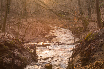 Leśny strumień płynący w głębokim jarze.