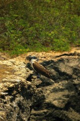 Blue-footed boobys in Poor Man's Galapagos, Ecuador – Isla de la Plata