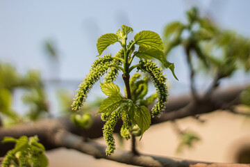 Black mulberry (Morus L.). Branch with buds and young leaves