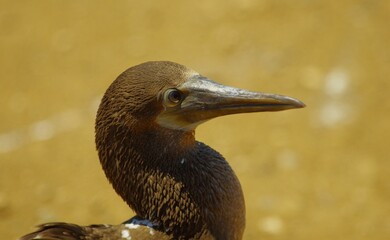 Blue-footed boobys in Poor Man's Galapagos, Ecuador – Isla de la Plata