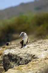 Blue-footed boobys in Poor Man's Galapagos, Ecuador &ndash; Isla de la Plata
