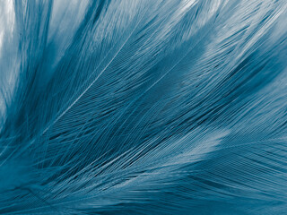Beautiful abstract blue feathers on white background, black feather texture on blue pattern and...
