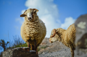 Stock photo of a sheep looking at the camera in Iruya valley, Salta, Argentina. Hills and mountains landscape