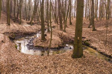 Leśny strumień płynący przez głęboki jar. - obrazy, fototapety, plakaty