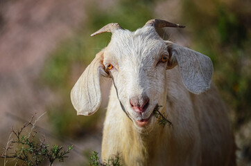 Stock photo of a goat eating in Iruya valley, Salta, Argentina. Hills and mountains landscape