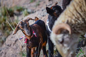 Stock photo of a group of goats in Iruya valley, Salta, Argentina. Hills and mountains landscape