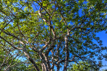 Fototapeta premium Leafy green tree against a blue sky