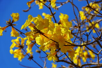 Beautiful cluster of yellow flowering tree of Tabebuia Aurea