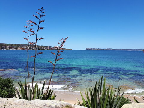 Fairlight beach landscape
