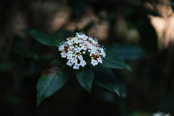 Close up, macro of small tiny white flowers, plant with dark green colored leaves