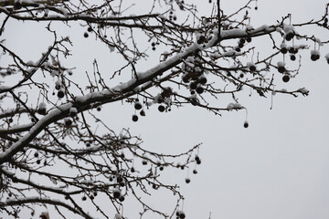 Snowy branches of a tree with small round fruits in winter