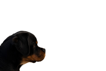 Obraz premium Side profile of the head of a rottweiler looking to the right on isolated white background with room for your text.