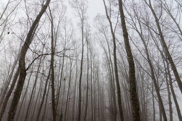Fog in the woods. Fall season, in a moody woods and a lot of trees with fallen leaves