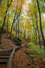 Autumn wood 