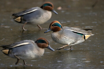 Beautiful male teal ducks at a little pond called Jacobiweiher not far away from Frankfurt, Germany at a cold day in winter.