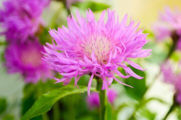 close up - beautiful ripped purple meadow cornflower against green leaves and sunlight