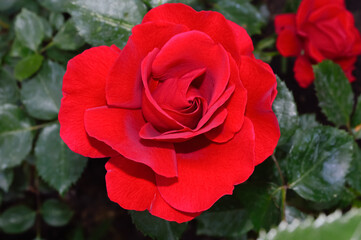 close-up - a beautiful blooming scarlet rose in the garden