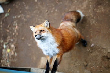 Wild beautiful fluffy Red Fox Nature The fox stands on its hind legs 