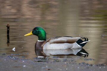 A male mallard duck swimming on a little pond called Jacobiweiher not far away from Frankfurt in Germany at a cold and day in winter.