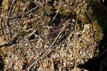 Sawn trees as waste or firewood stored sideways photographed in spring in Bavaria