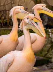 Great pink pelican at the zoo Pelecanus onocrotalus.
