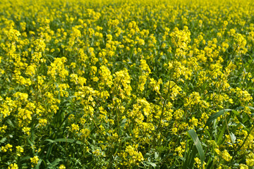 Fototapeta premium Yellow rapeseed blossoms background