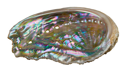 Shiny mother-of-pearl inside abalone of sea snail isolated on white background. Haliotis. Seashell...