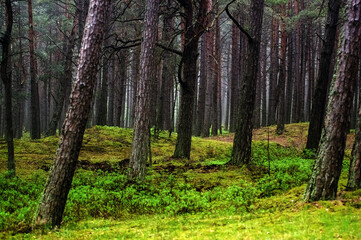 Krajobraz leśny pnie drzew 
